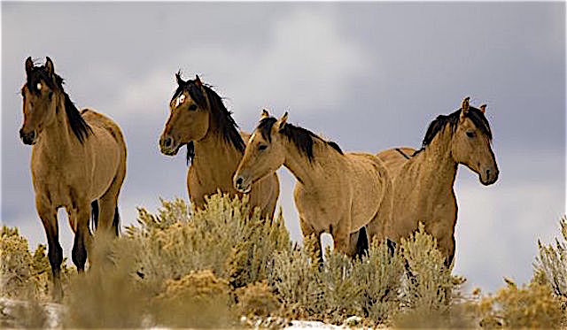 The Obama BLM protecting our wild horses