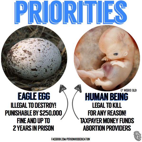 Eagle Egg v Human Being